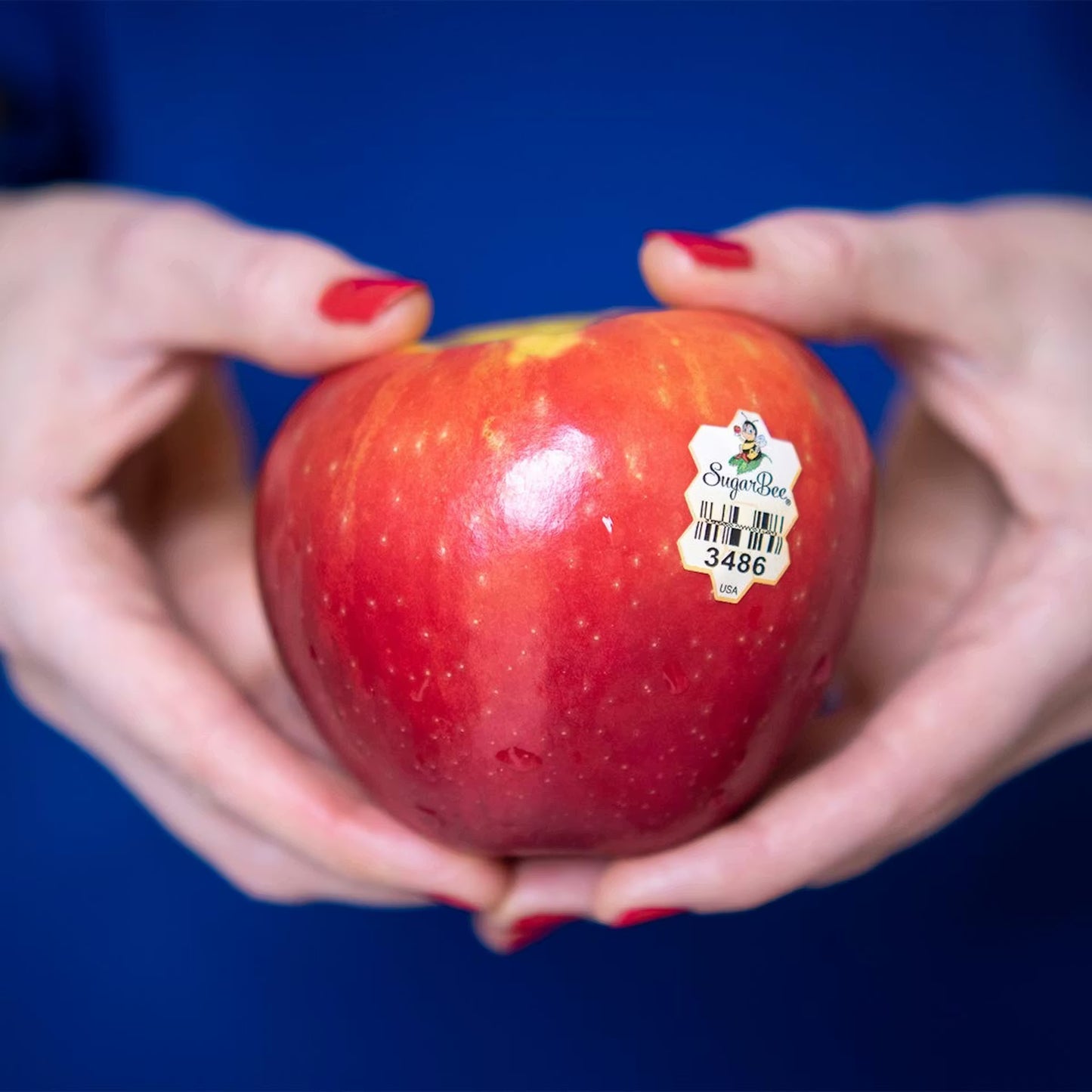 12 Fresh SugarBee® Apples