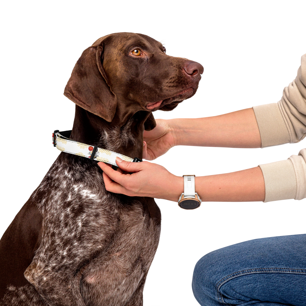 Pet collar