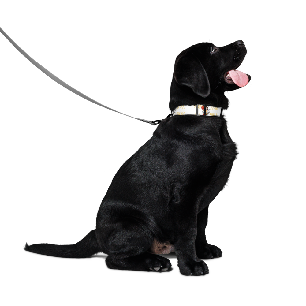 Pet collar